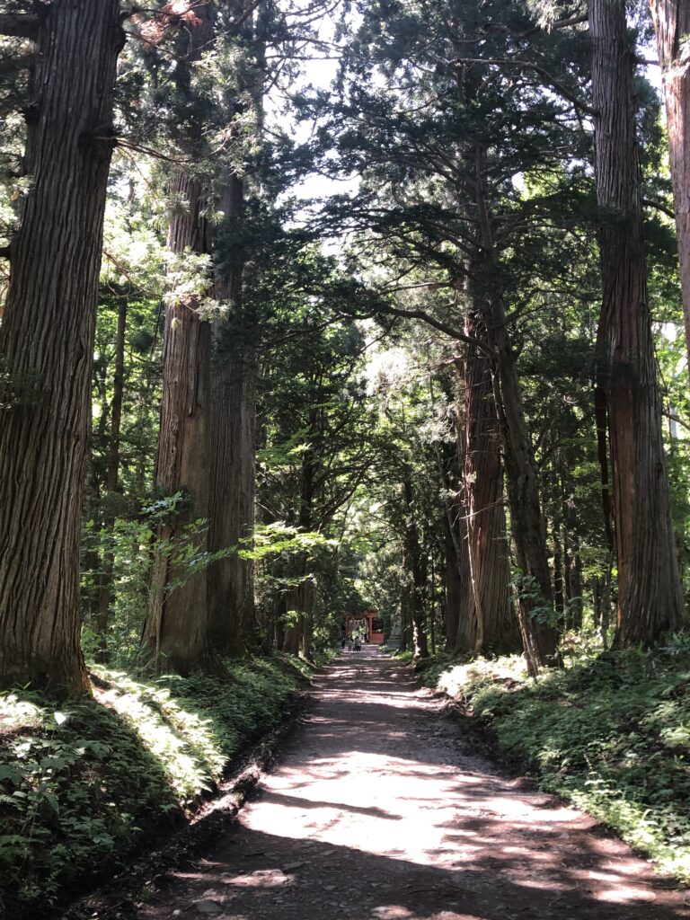 戸隠神社奥社参道の杉並木